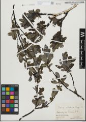 Foto von Salix glabra Scop.